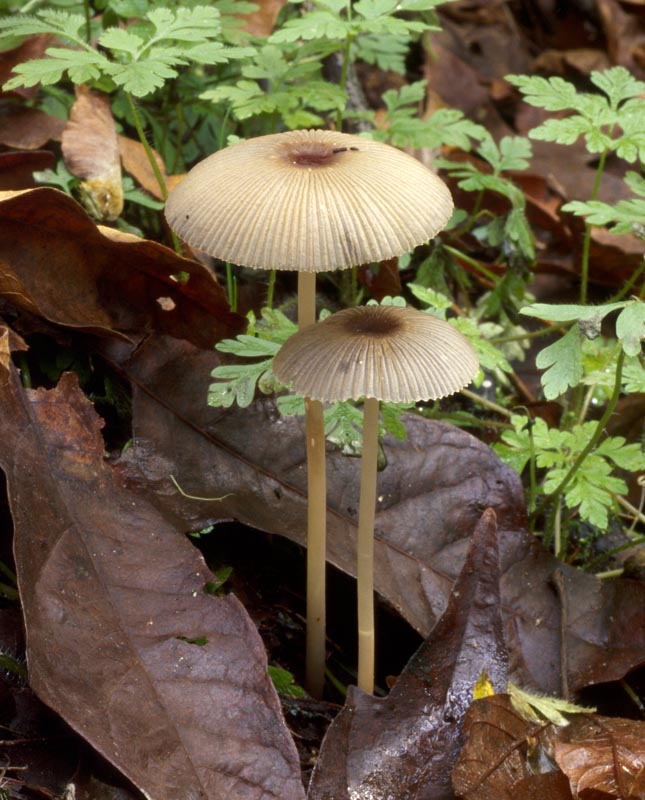 Parasola plicatilis